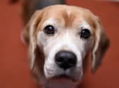 The meat that goes into pet food may not have been produced to high welfare standards (Picture: Jamie McCarthy/Getty Images)