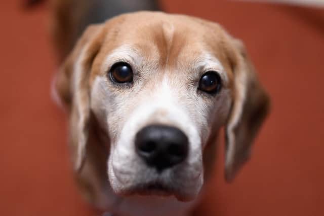 The meat that goes into pet food may not have been produced to high welfare standards (Picture: Jamie McCarthy/Getty Images)
