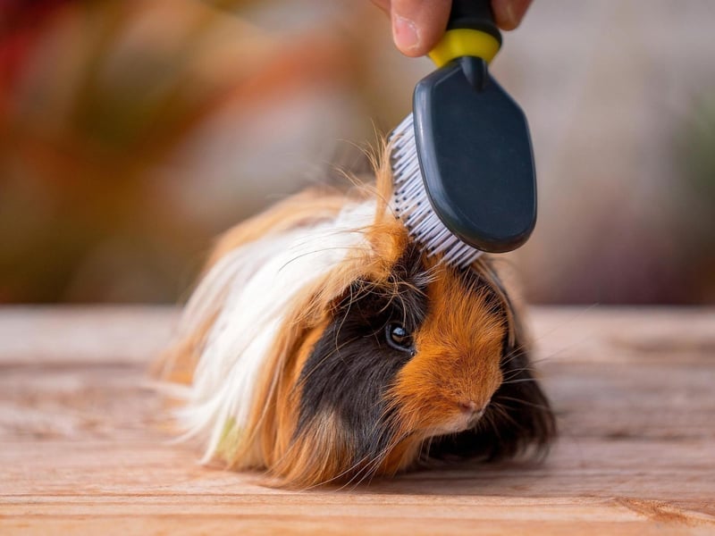In Scottish Gaelic the word "peata" means "pet", and when we trace the word's origins back to Irish Gaelic it reportedly means "spoiled child". A fitting description considering how many pet owners adore and cherish their pets like they're royalty.
