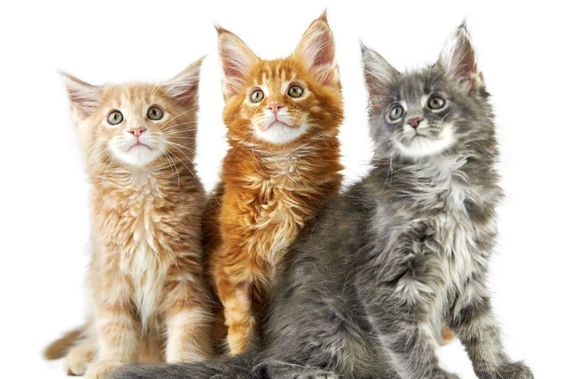Friendly as they come, the cute Maine Coon cat breed with love a nap on your knee but won't be too demanding of your time and attention.