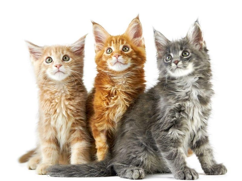 Friendly as they come, the cute Maine Coon cat breed with love a nap on your knee but won't be too demanding of your time and attention.