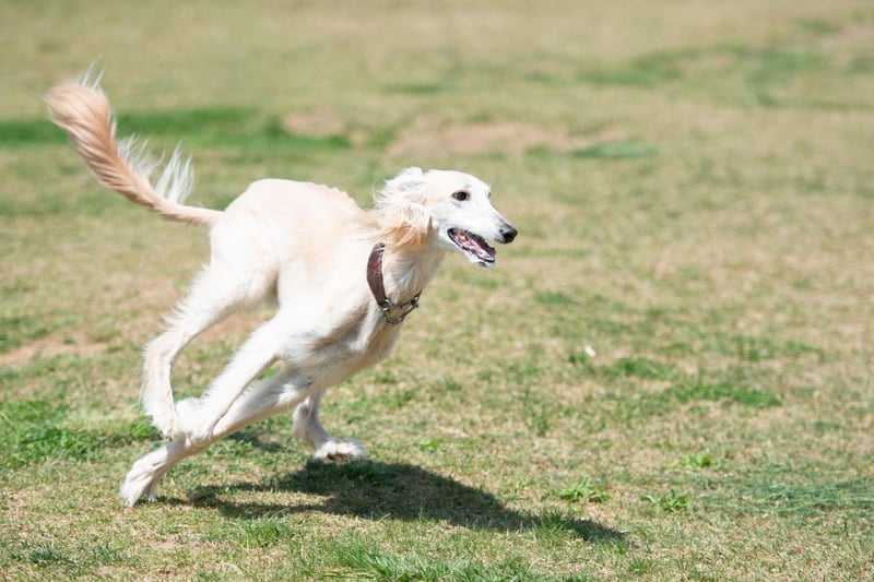 One of the most ancient breeds of dog, the Saluki is thought to date back to ancient Egypt. With a top speed of 42mph they are the second fastest dog breed.