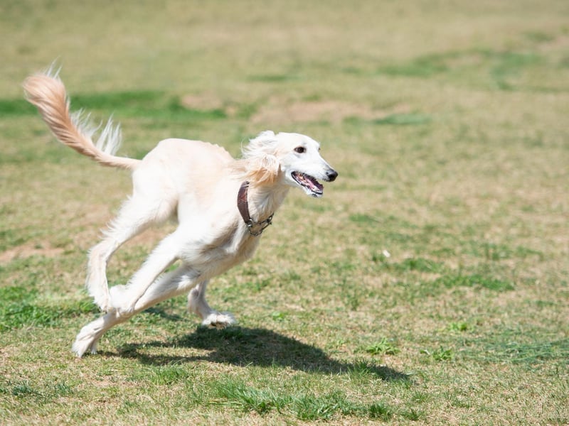 One of the most ancient breeds of dog, the Saluki is thought to date back to ancient Egypt. With a top speed of 42mph they are the second fastest dog breed.