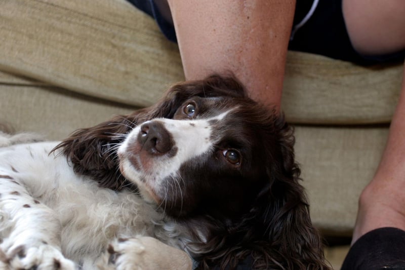 10 fun and interesting dog facts about the Springer Spaniel