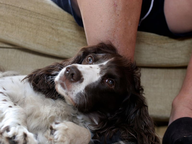 English Springer Spaniels have relatively long lives for a dog of their size - living on average for 12-14 years. The UK's oldest Springer Spaniel reached the grand old age of 19 years and 6 months.