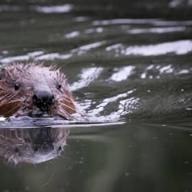 Beavers will be returning to the Cairngorms. Picture: James Manning/PA Wire