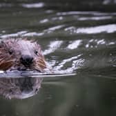 Beavers will be returning to the Cairngorms. Picture: James Manning/PA Wire