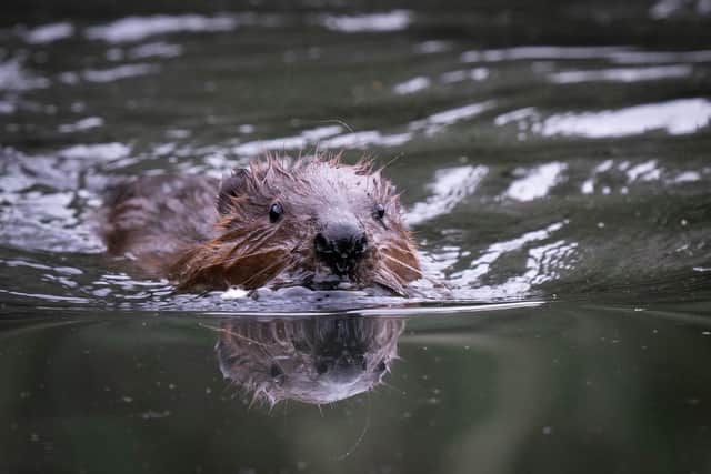Beavers will be returning to the Cairngorms. Picture: James Manning/PA Wire