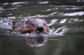 Beavers will be returning to the Cairngorms. Picture: James Manning/PA Wire