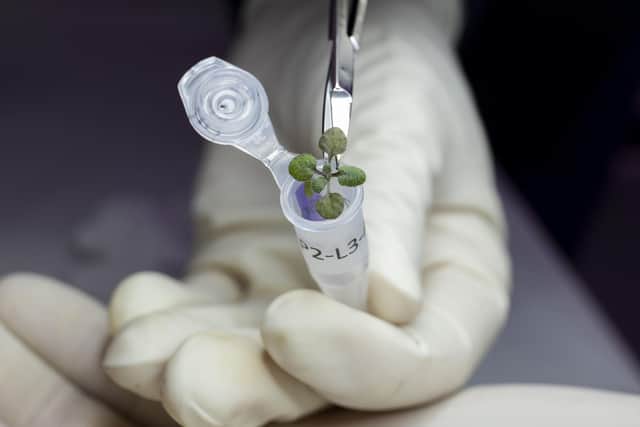 A plant grown during the experiment being placed in a vial. Picture: Tyler Jones/UF/IFAS/PA Wire