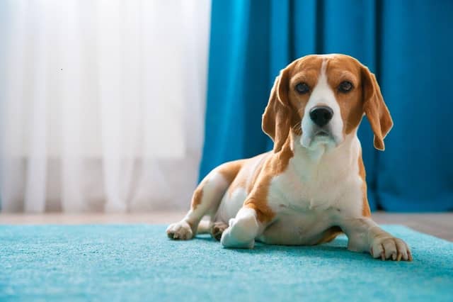 You can still get a dog if you live in a city flat.