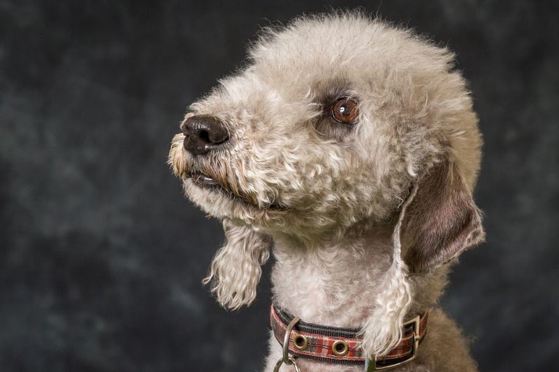 Arguably the most smiley of all dog breeds, making their cheery faces popular on Instagram, the Bedlington Terrier was originally bred to hunt rats. Now they enjoy running around and long cuddles.