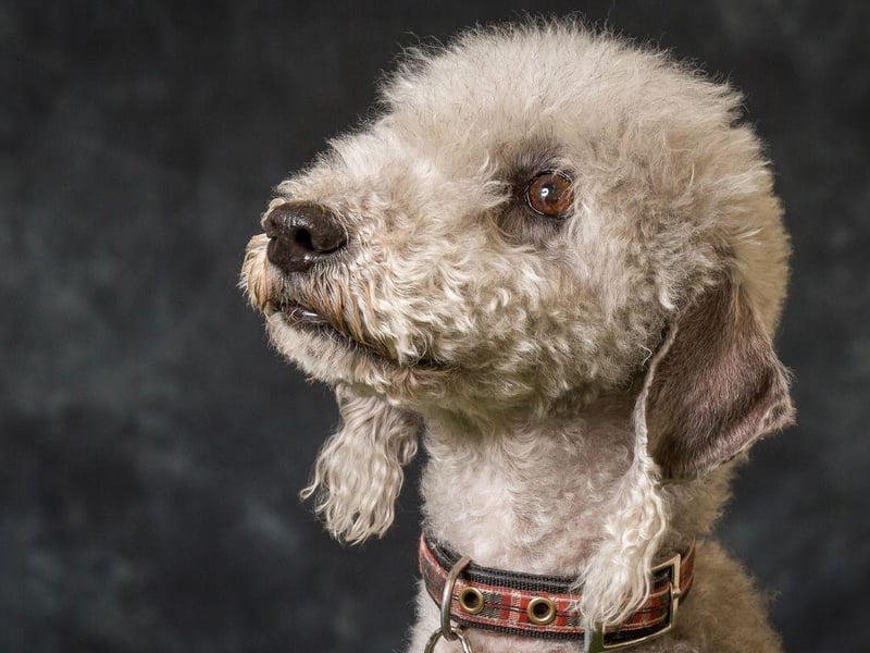 Arguably the most smiley of all dog breeds, making their cheery faces popular on Instagram, the Bedlington Terrier was originally bred to hunt rats. Now they enjoy running around and long cuddles.
