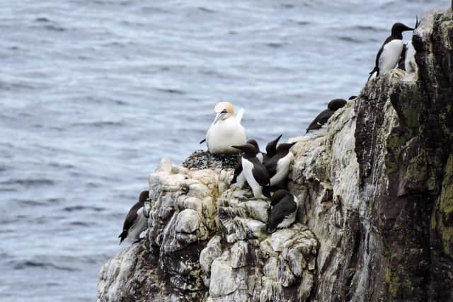Gannets and guillemots are among thousands of seabirds nesting at St Abb’s Head nature reserve in the Scottish Borders