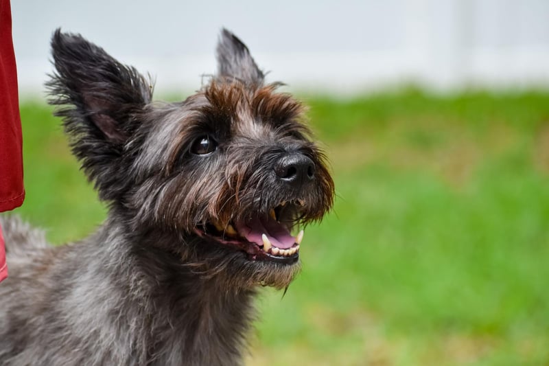 Another dog bred to hunt small animals - this time in Scotland - the Cairn Terrier doesn't need any excuse to dig. These pups are so full of energy that if you don't keep them entertained your garden will be the first to suffer.