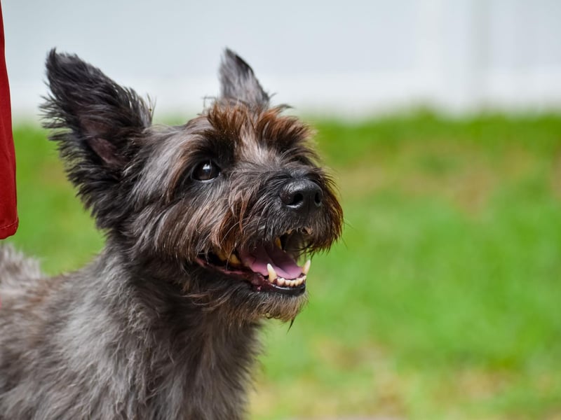 Another dog bred to hunt small animals - this time in Scotland - the Cairn Terrier doesn't need any excuse to dig. These pups are so full of energy that if you don't keep them entertained your garden will be the first to suffer.