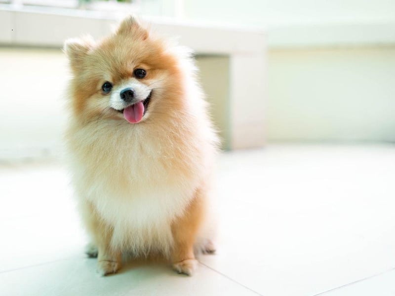 Fluffy Pomeranians, named after a region on the border of Poland and Germany, tend to live for between 12 and 16 years.