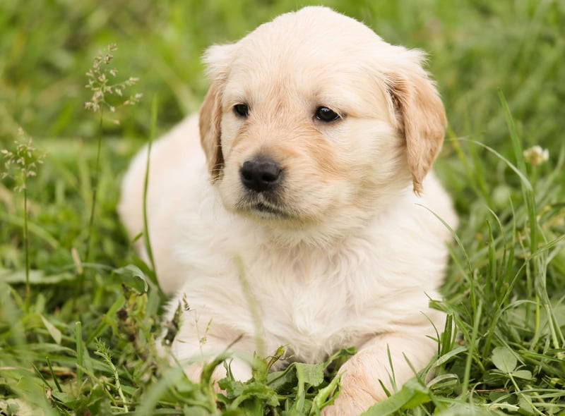 The Golden Retriever is the most popular breed on TikTok, with the hashtag #goldenretriever gathering a whopping 21.2 billion views. It’s not hard to see why this dog is number one, Golden Retrievers have a friendly and intelligent disposition, which makes them perfect family pets and excellent guide dogs.