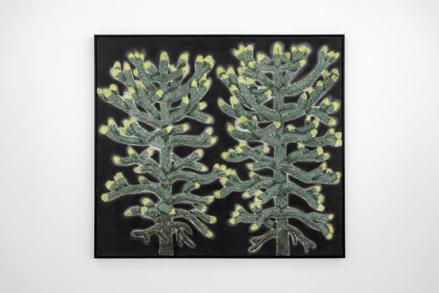 Portrait of two monkey puzzle trees (with spring growth), by Andrew Sim