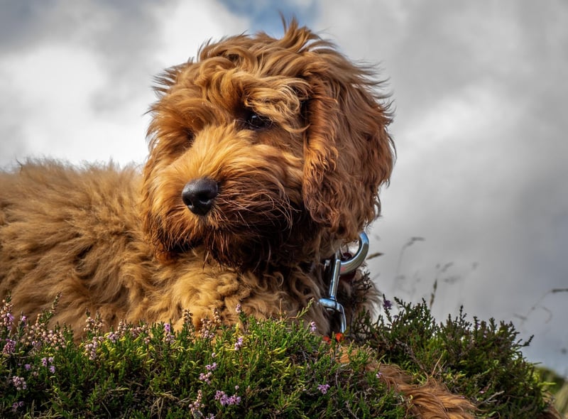 The trendy and popular Cockapoo - a dog crossbred from a Cocker Spaniel and a Poodle - is next most expensive, with an average price tag of £2,471.