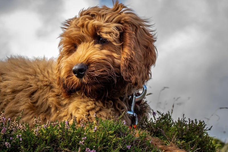 The trendy and popular Cockapoo - a dog crossbred from a Cocker Spaniel and a Poodle - is next most expensive, with an average price tag of £2,471.