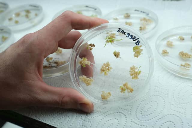 A scientist holds a Petri dish containing sprouting barley embryos that have received spliced genetic material (Picture: Sean Gallup/Getty Images)