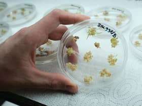 A scientist holds a Petri dish containing sprouting barley embryos that have received spliced genetic material (Picture: Sean Gallup/Getty Images)