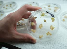 A scientist holds a Petri dish containing sprouting barley embryos that have received spliced genetic material (Picture: Sean Gallup/Getty Images)