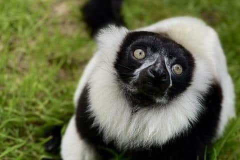 Auchingarrich Wildlife Park, based in Crieff, is home to more than 70 species of animals including ruffed necked lemurs and meerkats.
