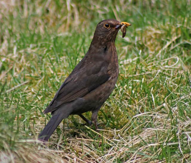 The five most commonly seen farmland species in Scotland last year were the blackbird (above), pheasant, robin, blue tit and carrion crow