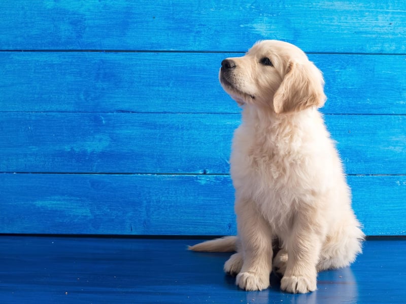 Other famous faces over the years who have owned Golden Retrievers include Denise Richards (Tucker), Diane Keaton (Emmie), Emma Stone and Andrew Garfield (Ren), Jackie Chan (JJ and Jones), Jimmy Fallon (Gary) and Neymar (Poker).