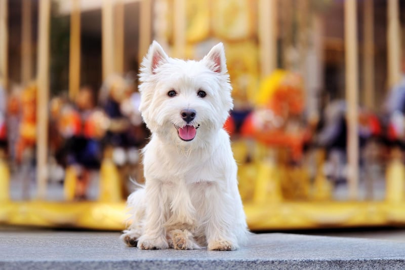 The West Highland Terrier we know today is descended from a number of 19th century breeding programmes in Scotland, with Edward Donald Malcolm, 16th Laird of Poltalloch, credited with its creation. He bred from the Poltalloch Terrier, but other related breeds of the time include George Campbell, 8th Duke of Argyll's Roseneath Terrier and Dr Americ Edwin Flaxman's Pittenweem Terriers.