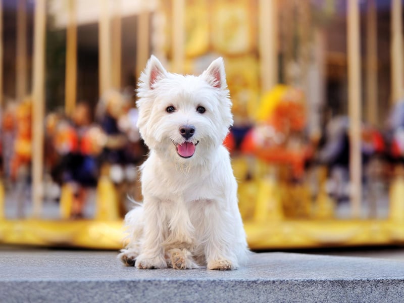 The West Highland Terrier we know today is descended from a number of 19th century breeding programmes in Scotland, with Edward Donald Malcolm, 16th Laird of Poltalloch, credited with its creation. He bred from the Poltalloch Terrier, but other related breeds of the time include George Campbell, 8th Duke of Argyll's Roseneath Terrier and Dr Americ Edwin Flaxman's Pittenweem Terriers.