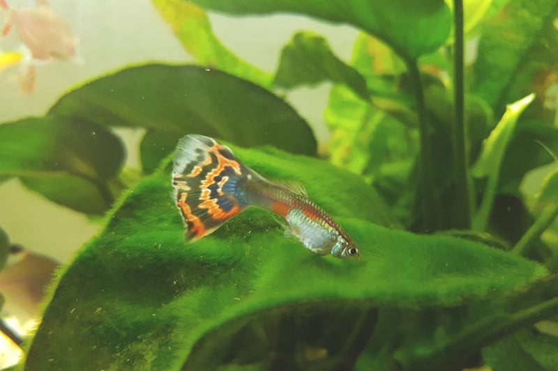 Second place goes to the Guppy - also known as the Millionfish or Rainbow fish - which have large multi-coloured tails and originally come from northeast South America. In common with some other common aquarium fish, they live-birth their young, rather than laying eggs. Many fish owners have been delighted to wake up one morning to find tiny Guppy babies have arrived overnight.