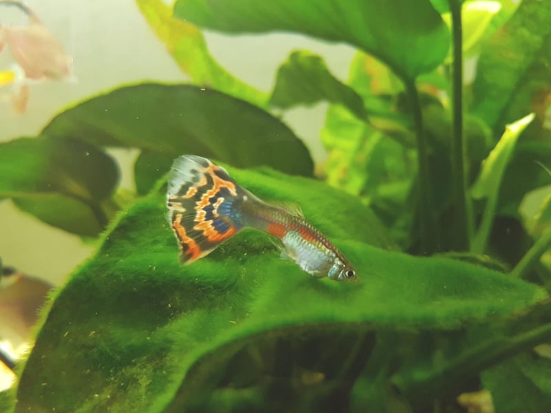 Second place goes to the Guppy - also known as the Millionfish or Rainbow fish - which have large multi-coloured tails and originally come from northeast South America. In common with some other common aquarium fish, they live-birth their young, rather than laying eggs. Many fish owners have been delighted to wake up one morning to find tiny Guppy babies have arrived overnight.