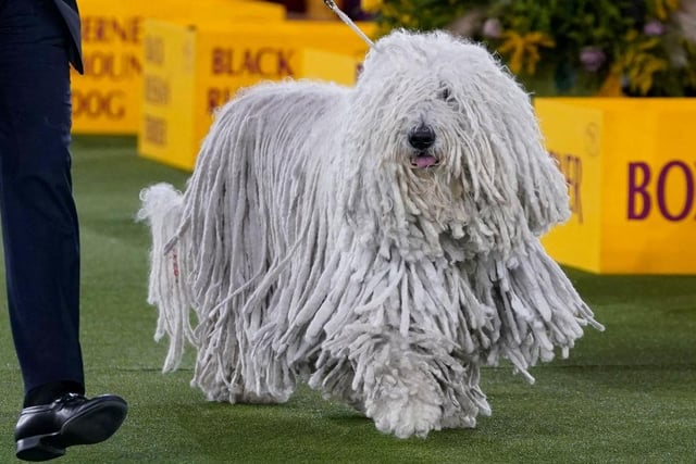 A Komondor competes in the ring during the Working Group judging.