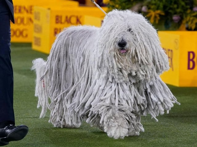 A Komondor competes in the ring during the Working Group judging.