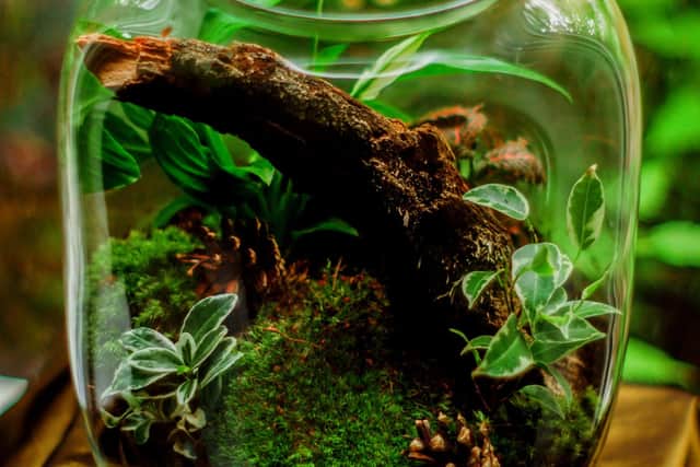 A variety of plants from your garden can make for excquisite terrarium displays.
