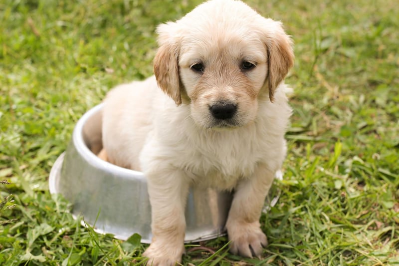 Much like its close cousin the Labrador, the lovable Golden Retriever has a tendency to enjoy goofy fun that can lead to accidents.