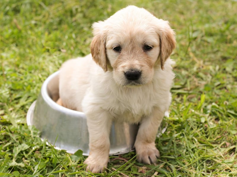 Much like its close cousin the Labrador, the lovable Golden Retriever has a tendency to enjoy goofy fun that can lead to accidents.