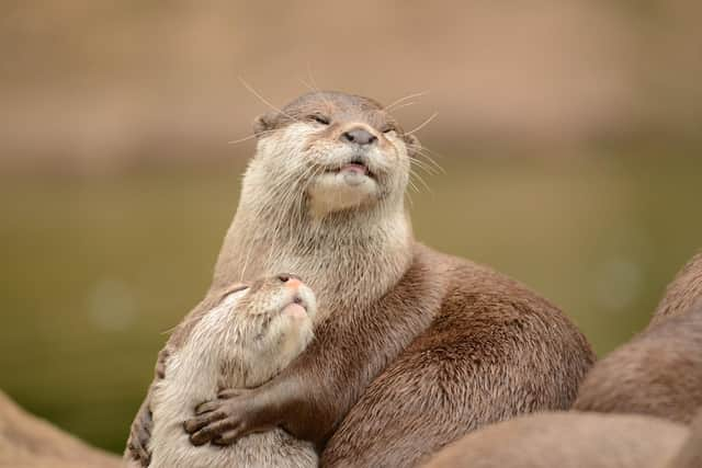 Otter.