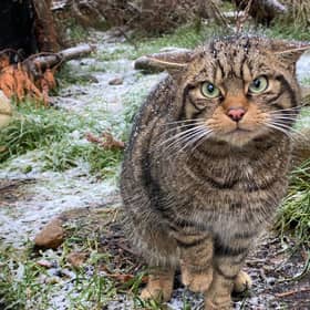 The decision marks the first-ever conservation translocation of wildcats in Britain. (Pic: Saving Wildcats)