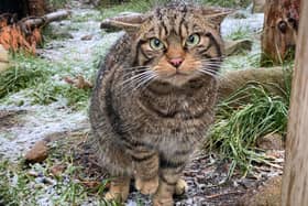 The decision marks the first-ever conservation translocation of wildcats in Britain. (Pic: Saving Wildcats)