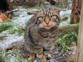 The decision marks the first-ever conservation translocation of wildcats in Britain. (Pic: Saving Wildcats)