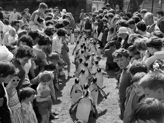 Families and children watch the Penguin Parade at Edinburgh Zoo in the summer of 1962.