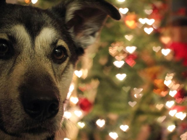 Since most people keep their Christmas wreaths on the front door of their homes, and usually on the outside, following this trend should be enough to prevent your dog from getting too close to your wreath. Be wary of any components of your wreath that fall off it, especially holly, ivy or any berries, as these sorts of things contain toxins which could lead to symptoms of poisoning if your dog were to consume them.