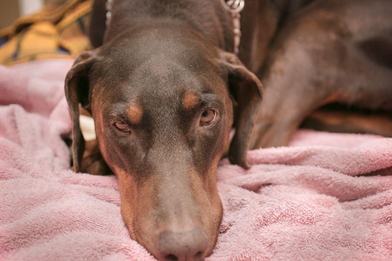 Continuing the run of big dogs, not only will the Doberman Pinscher take up more than its fair share of space, it will also be unlikely to stay still all night due to its high energy levels.