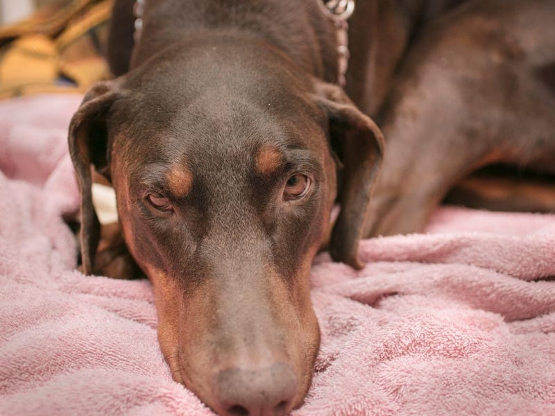 Continuing the run of big dogs, not only will the Doberman Pinscher take up more than its fair share of space, it will also be unlikely to stay still all night due to its high energy levels.
