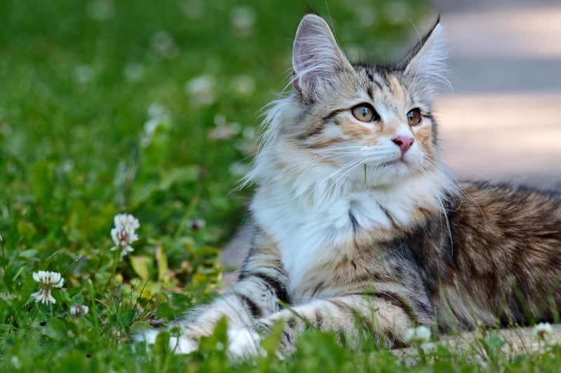 The Norwegian Forest Cat is a strong, large and powerful cat that can grow up to 20lbs. They have a great ability to climb and, though sociable, they will need cat trees and other items to keep them stimulated.