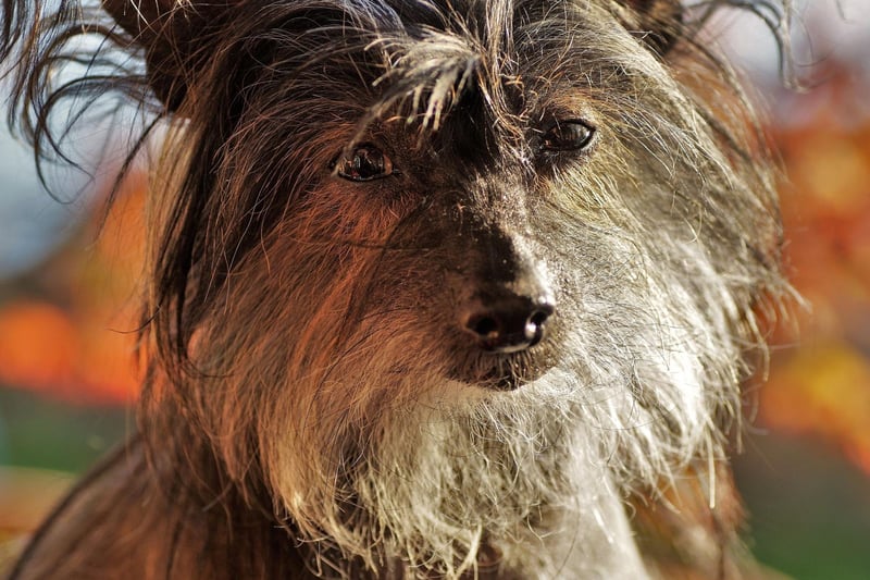 The largely-hairless Chinese Crested tends to have quite soft teeth with shallow roots that are particularly susceptible to decay. Keep them away from all sweet treats is a must.